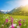 Blumenwiese vor den Bergen bei Oberstdorf, Deutschland Blumenwiese vor den Bergen bei Oberstdorf, Deutschland