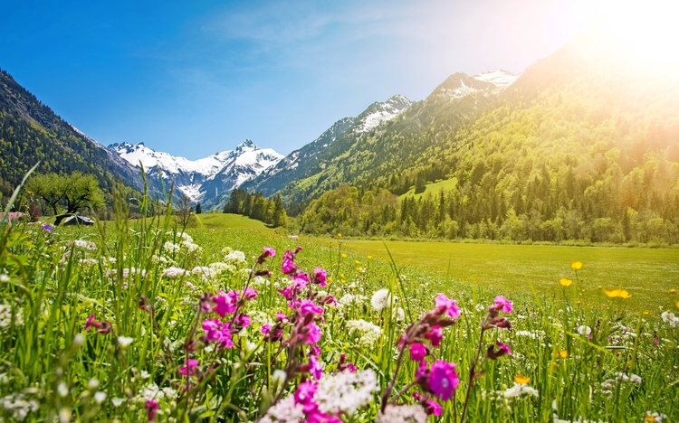 Blühende Wiese vor schneebedeckten Bergen und blauem Himmel im Sonnenschein.