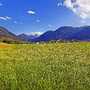 Eine Löwenzahnwiese in Flachau