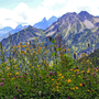 Blumenwiese vor den Bergen bei Oberstdorf, Deutschland