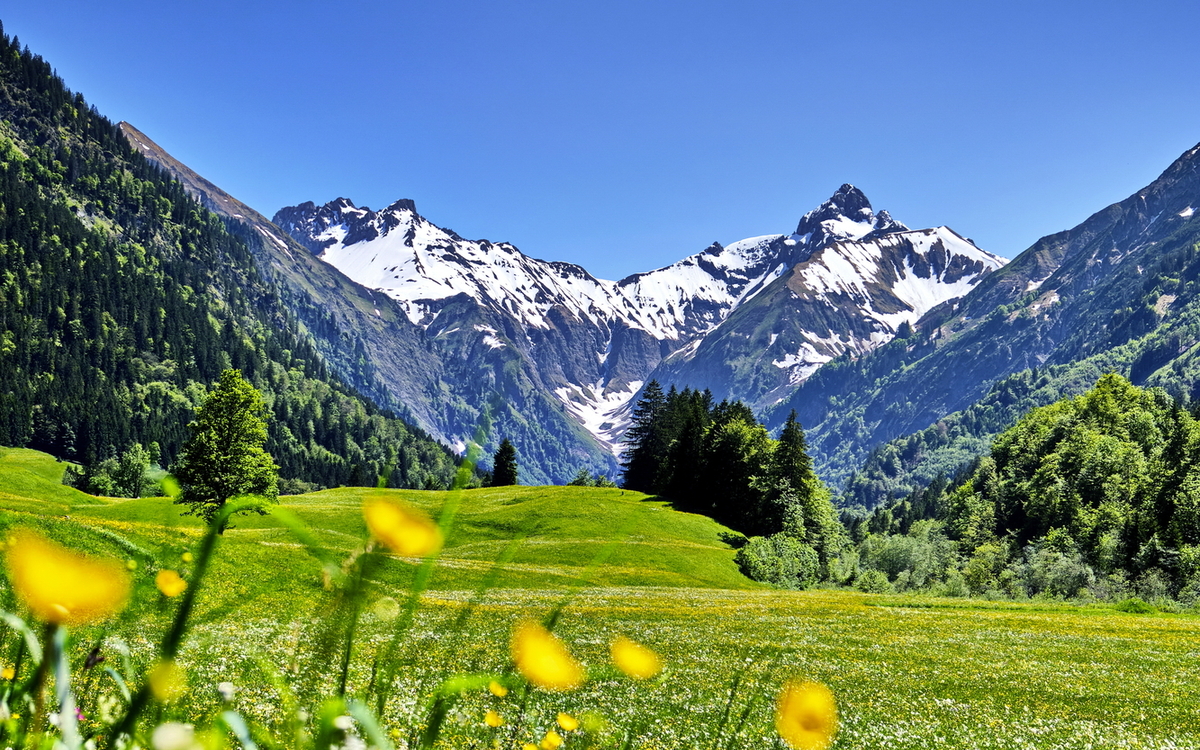 Blumenwiese vor schneebedeckten Bergen unter blauem Himmel.