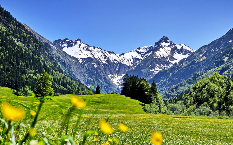Blumenwiese vor schneebedeckten Bergen unter blauem Himmel.