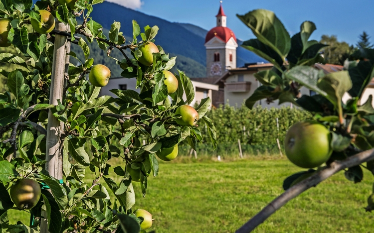 Apfelbaum mit Blick auf die Kirche von Natz im Hintergrund